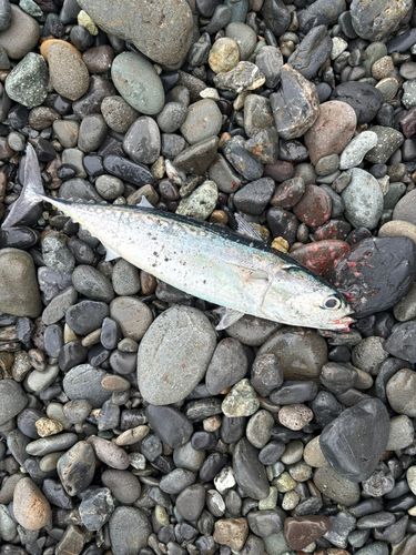 ショゴの釣果