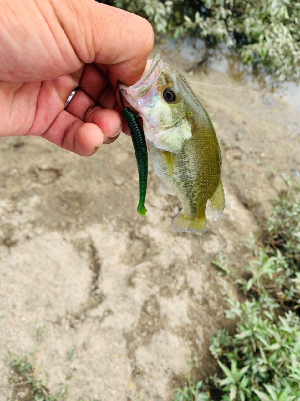 ラージマウスバス