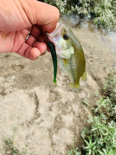 ラージマウスバスの釣果