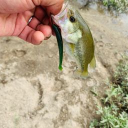 ラージマウスバス