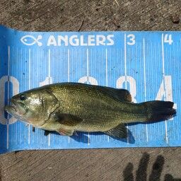 ラージマウスバス