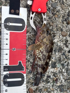 タマガシラの釣果