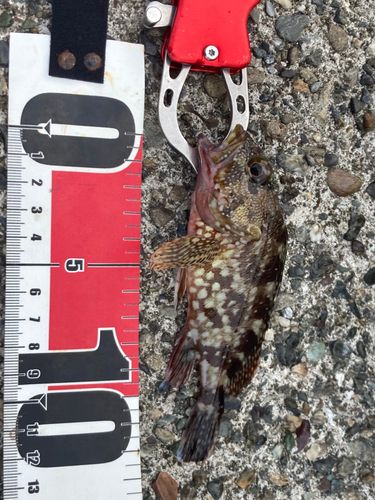タマガシラの釣果