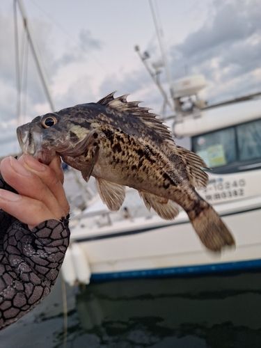 ソイの釣果