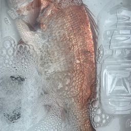 マダイ