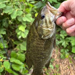 スモールマウスバス