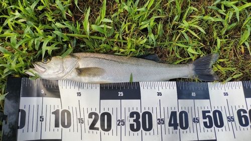 スズキの釣果