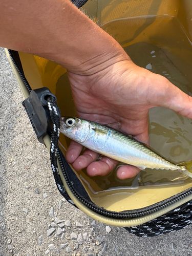 サバの釣果