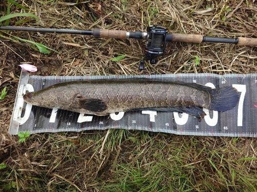 ライギョの釣果