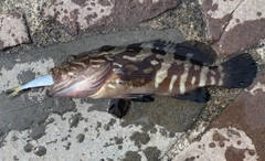 クエの釣果
