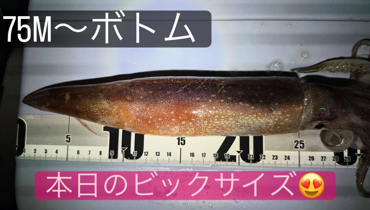 スルメイカ