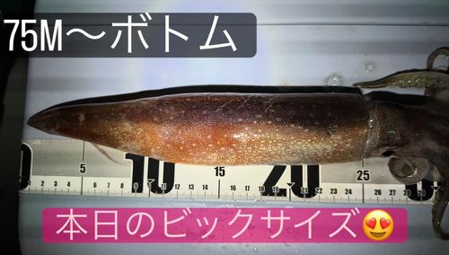 スルメイカの釣果