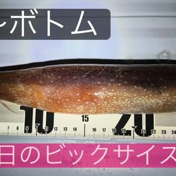 スルメイカ