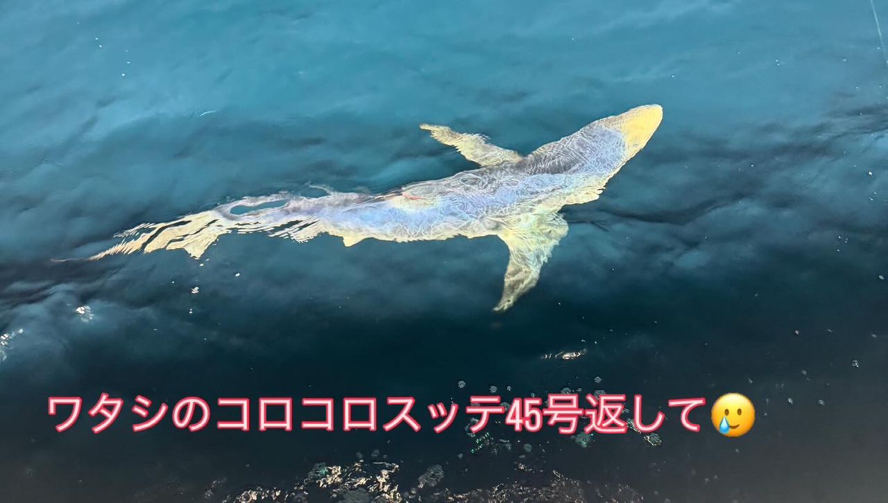 スルメイカ