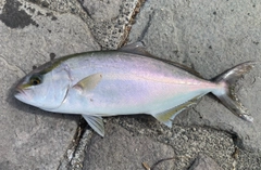 ショゴの釣果