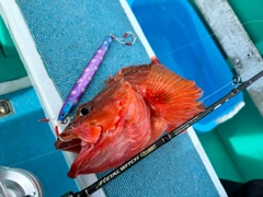 チカメキントキの釣果