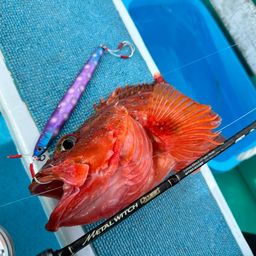 チカメキントキ