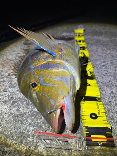 ハマフエフキの釣果