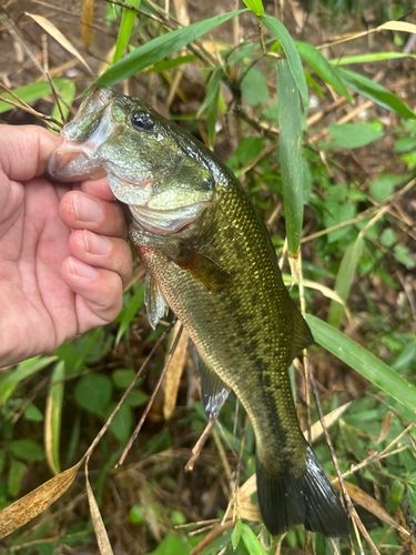 ラージマウスバスの釣果