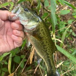 ラージマウスバス