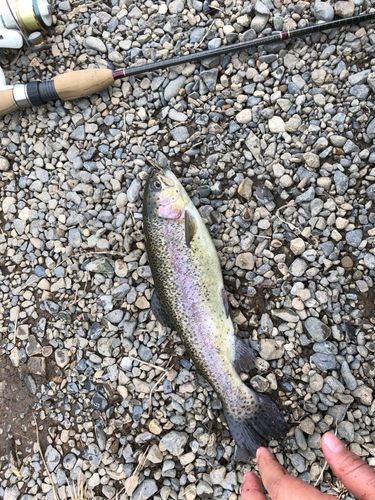ニジマスの釣果