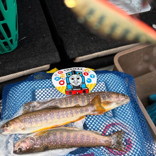 イワナの釣果