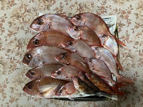 マダイの釣果