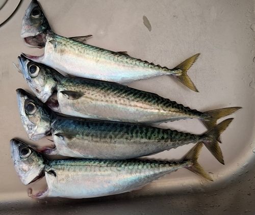 釣果