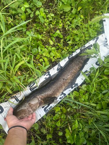 カムルチーの釣果