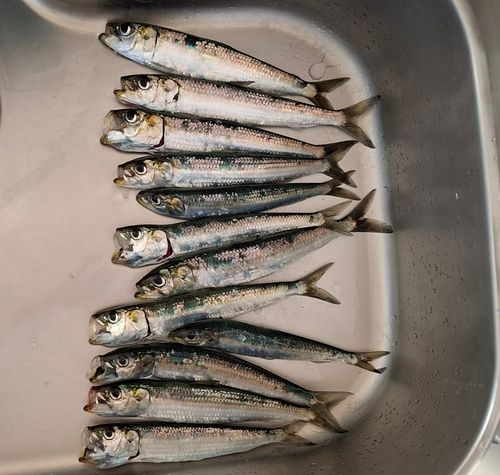 釣果