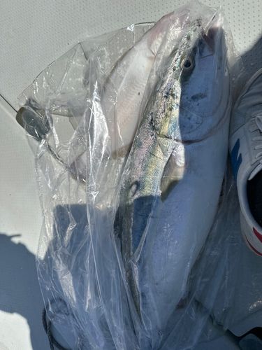 ブリの釣果