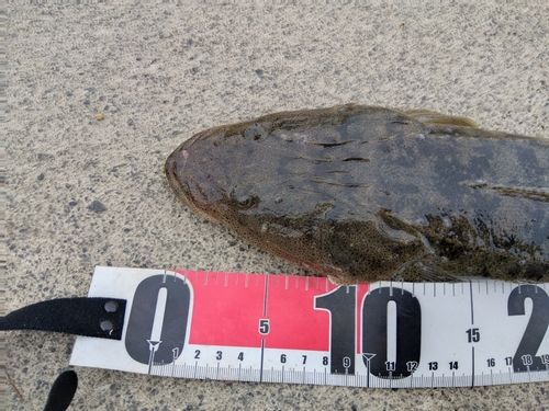 マゴチの釣果