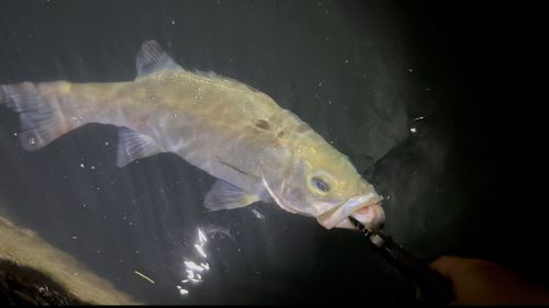 ヒラスズキの釣果