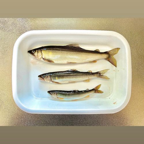 アユの釣果