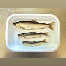 アユ