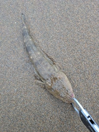 マゴチの釣果