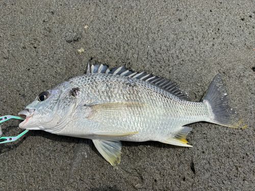 キビレの釣果