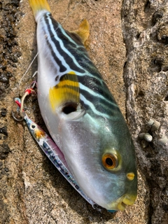 フグの釣果