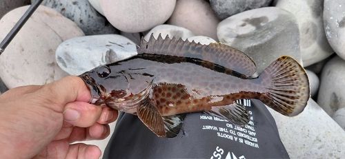 オオモンハタの釣果