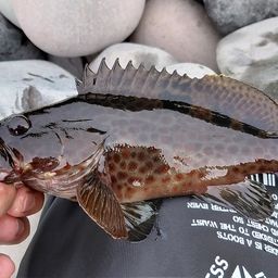 オオモンハタ