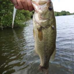 ラージマウスバス