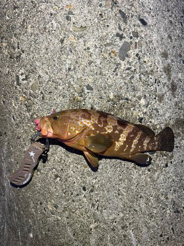 キジハタの釣果