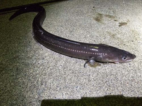 アナゴの釣果