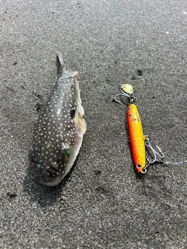 クサフグの釣果