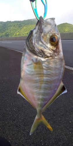 メッキの釣果
