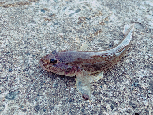 ハゼの釣果