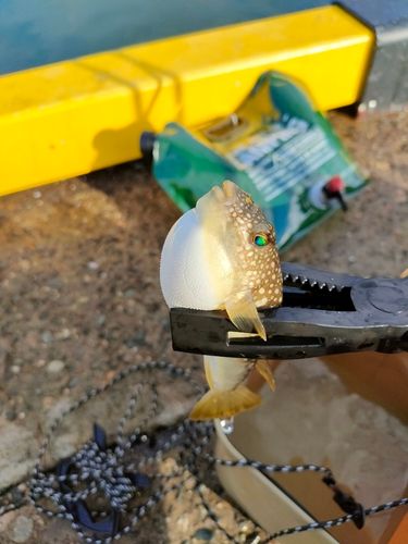 クサフグの釣果