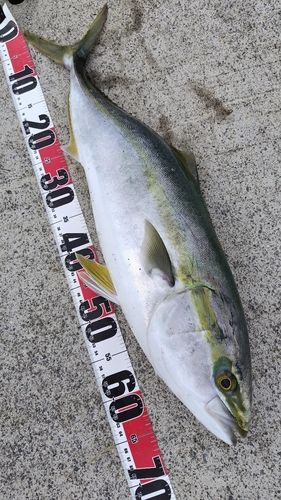 ワラサの釣果