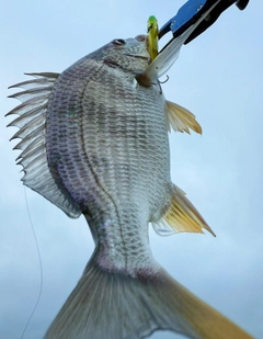 キチヌの釣果
