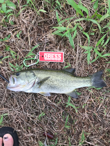 ラージマウスバスの釣果